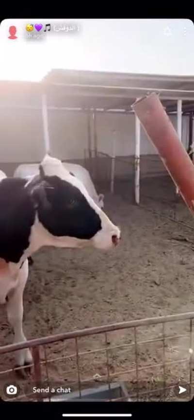 I say mooooo