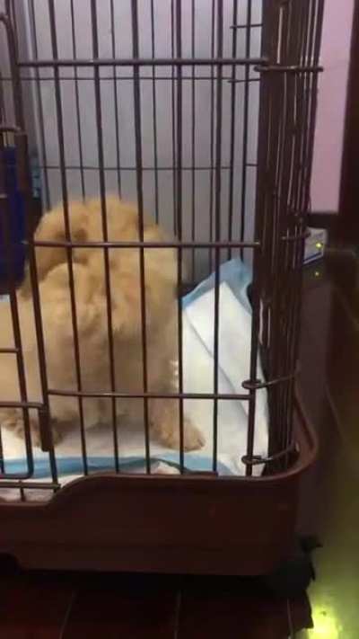 Puppy bites his butt, shakes then sneezes