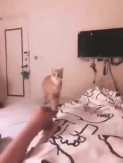 Eat this you ungrateful shit