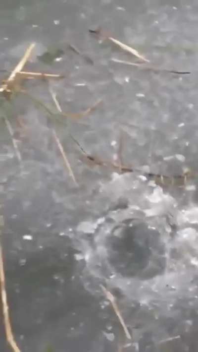 Ice 🧊 