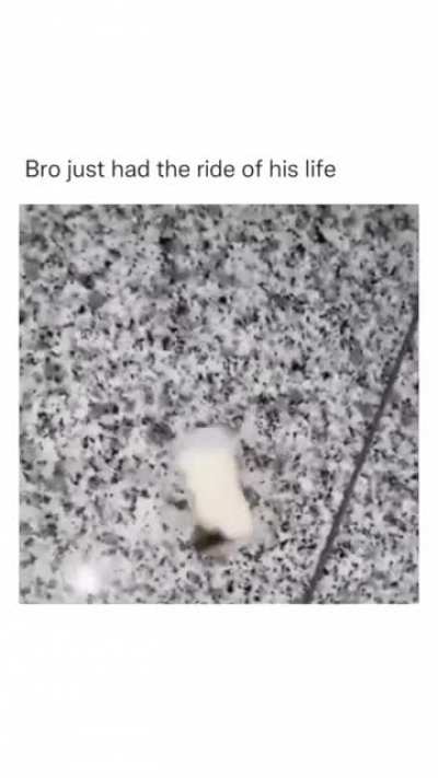 blursed_hornet