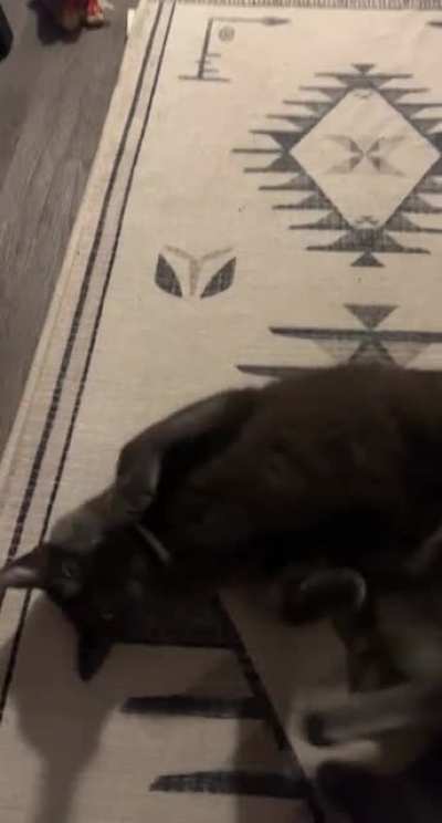 The end of me singing you’re a mean one to my cat.