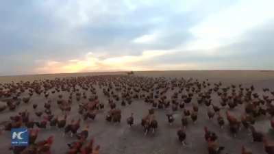 What sounds do chickens make?