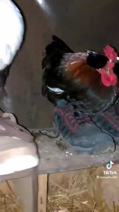 Chicken!!!