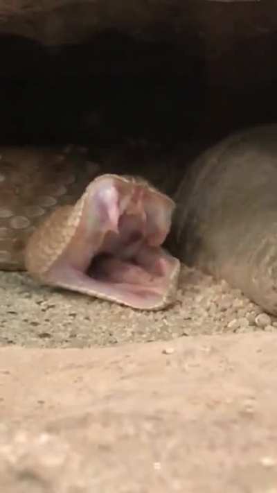 A cute lil snake showing off his fangs 🥱😴