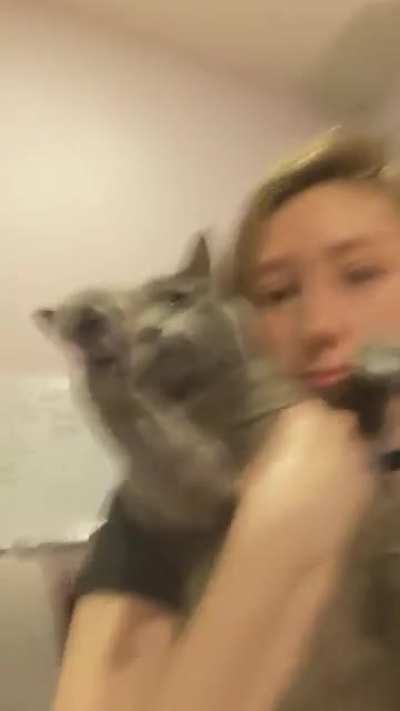 Kitty no like dance
