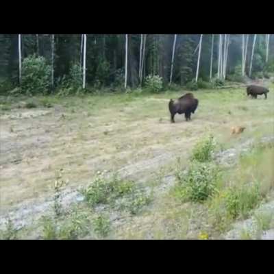 Bison vs Pitbull: