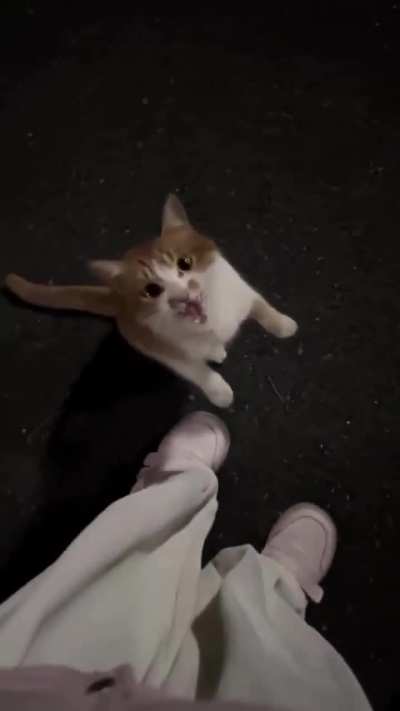 This stray cat was so desperate for attention. 🐱🐈