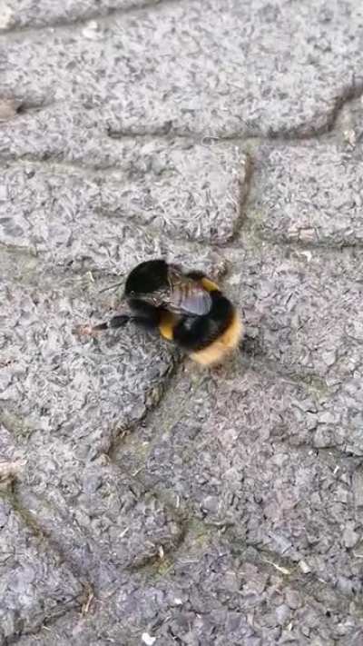 I'm in love with our bumble bees being so big and healthy they are currently looking for a new nest place because they gotten so big. So fluffy!