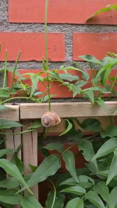 magic snail
