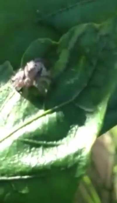 Bearded spider speaking words of wisdom. Taken from my garden a few years back.