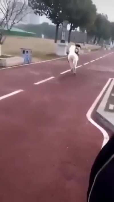Loose Pony