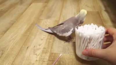 This bird chirps Mozart