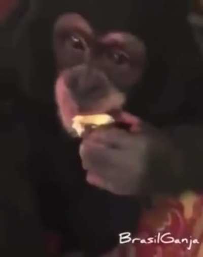 MACACO DE CRIA
