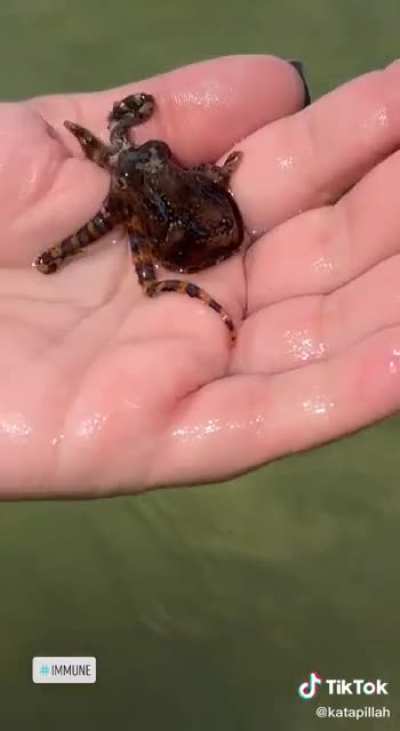 Cradling one of the ocean's deadliest creatures for internet likes