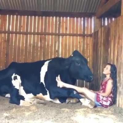Cow humming along with her human