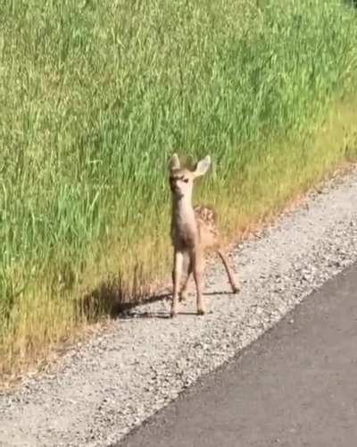Average Indian kids when they see a guest in their house