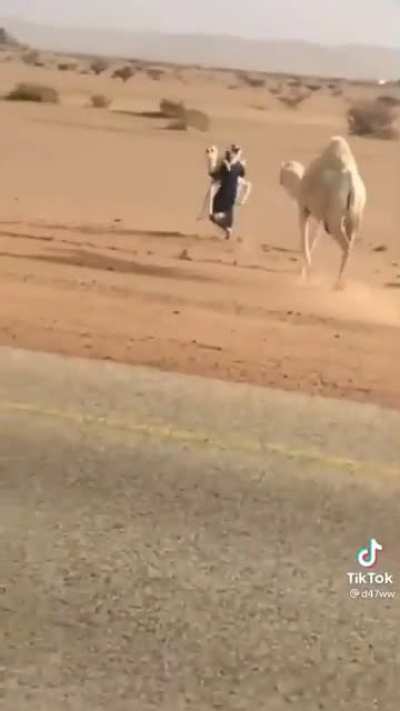 Creatively putting a camel and her calf out of harm’s way.