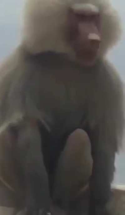 Never underestimate Baboons, human.