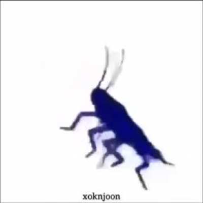 roach says rule