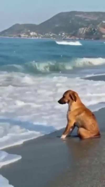 What’s the dog thinking about?