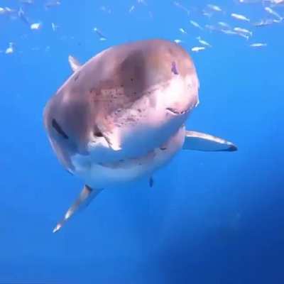 Lol. From shark.ocean_kingdom on Instagram. Turn the sound on.