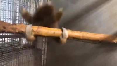More monke