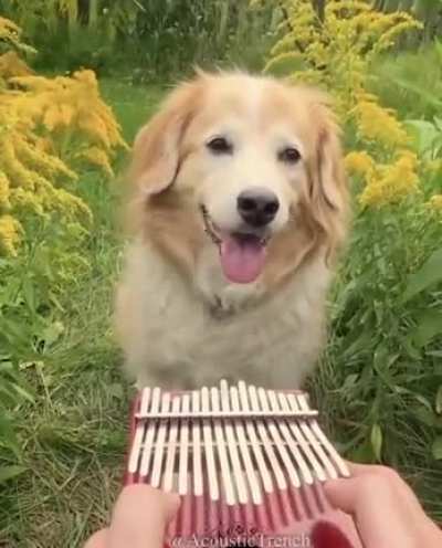 Here Comes the Dog