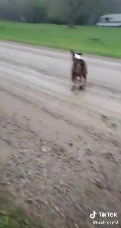 Donkey knew exactly what was gonna happen
