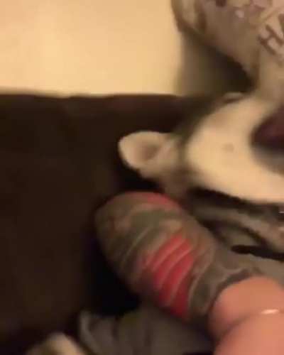 iNnocEnT PuppEr vIcIoUsLy mAuLeD By a bAnShEe!!