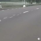 Valkoinen kenguru... Ahvenanmaalla.