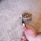 Turtle scrubbing butt to Mr Blue Sky