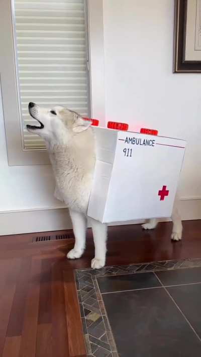 The perfect costume 🤣