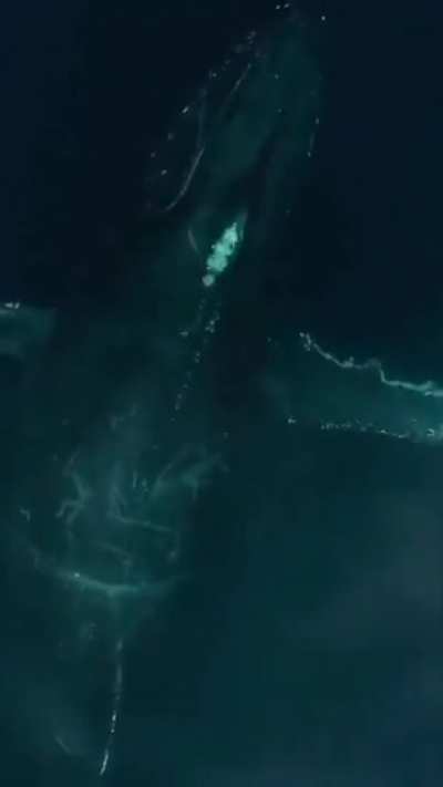 Incredible drone shot moment on an amazing whale.