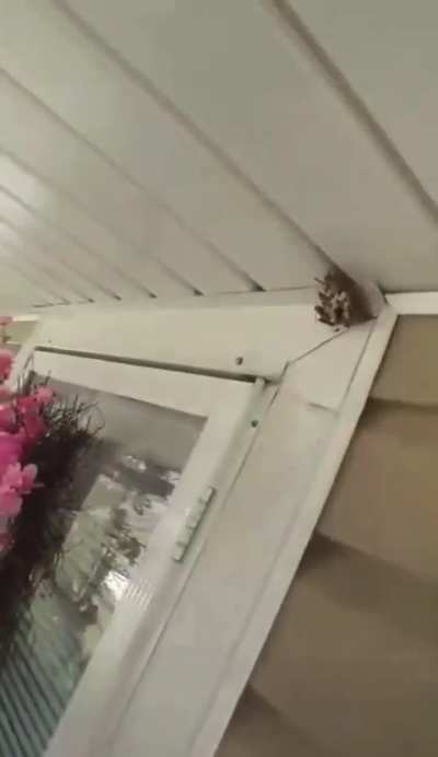 Man gets rid of wasp net