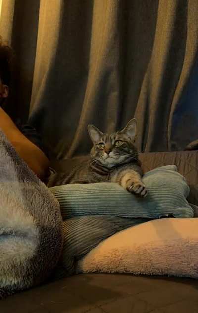 My cat loves to watch TV. Here’s a timelapse of him watching Survivor. 😂