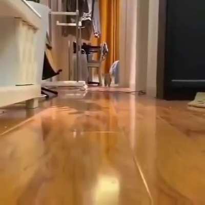 Speed cat