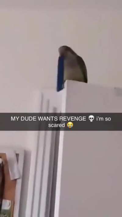 Angry Birds real life version