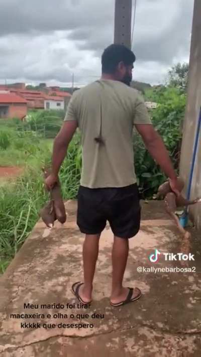 Mano