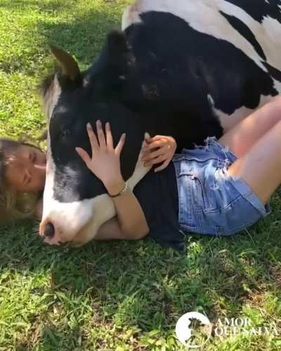 Cows appreciate good friends