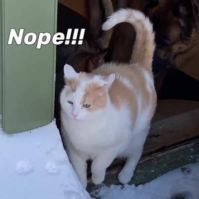 Snow Not