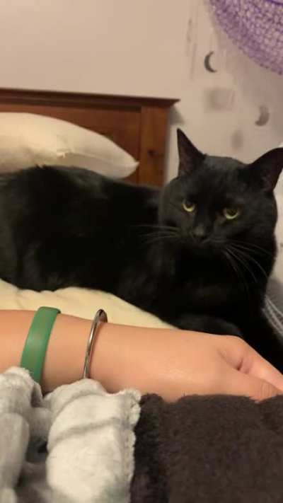 Tap for pets