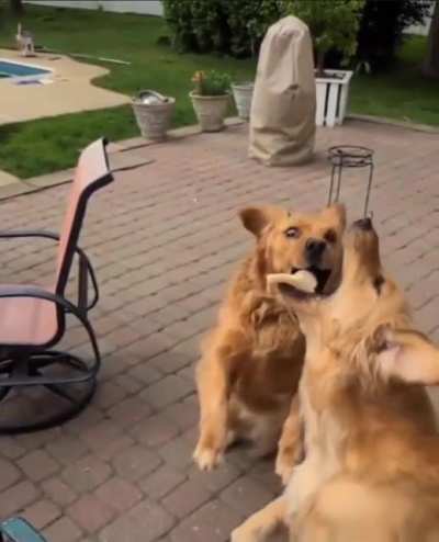 bread catch derp