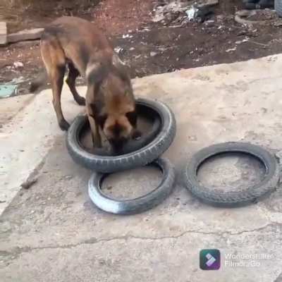 They are training dogs