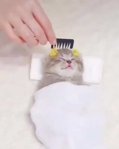 Solo un lindo gatito <3.