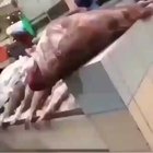 cursed live one