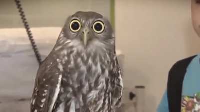 BirbVeteran