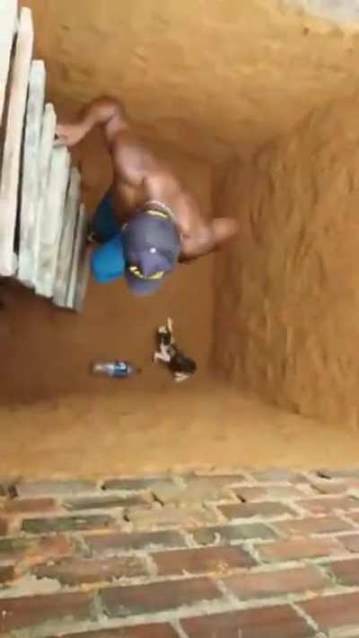 Gato ninja