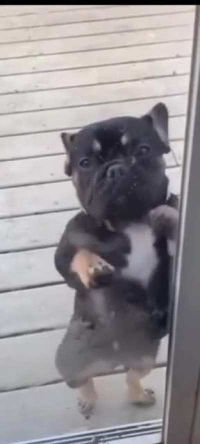 dog