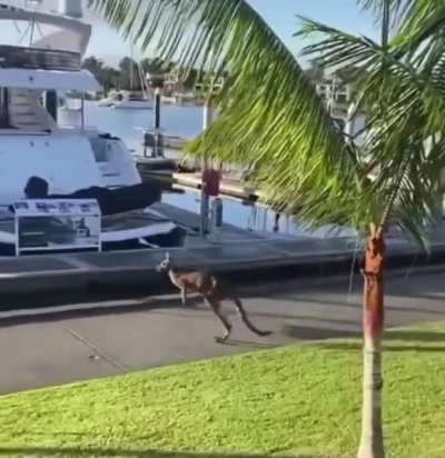 Kangaroo Just Hopping Along